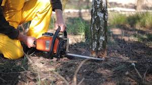 Trusted Lansdowne, PA Tree Removal Services Experts