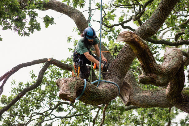 How Our Tree Care Process Works  in  Lansdowne, PA